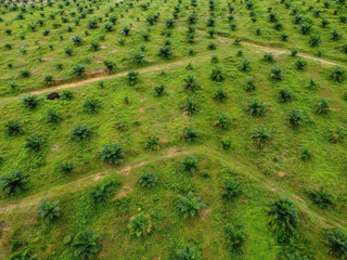 Obraz premium Aerial view look down young oil palm farm