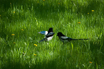 birds on the grass