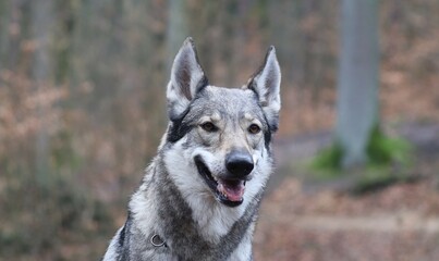 Tschechoslowakischer Wolfhund im Wald / Czechoslovakian wolf dog in the forest