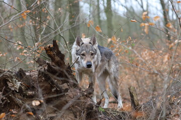 Tschechoslowakischer Wolfhund im Wald / Czechoslovakian wolf dog in the forest