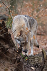 Tschechoslowakischer Wolfhund im Wald / Czechoslovakian wolf dog in the forest