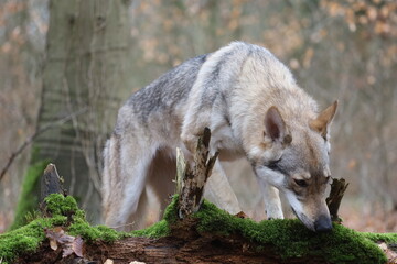 Tschechoslowakischer Wolfhund im Wald / Czechoslovakian wolf dog in the forest