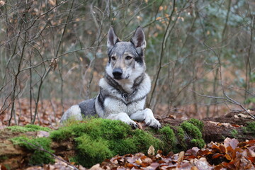 Tschechoslowakischer Wolfhund im Wald / Czechoslovakian wolf dog in the forest