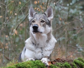 Naklejka na ściany i meble Tschechoslowakischer Wolfhund im Wald / Czechoslovakian wolf dog in the forest