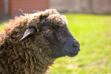Portrait in profile of a funny curly brown sheep in a pen on at home farm paddock. A sad sheep is grazing outdoors at sunny day. Animals husbandry. Livestock, cattle breeding, agriculture concept.