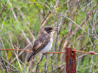  Juvenile Grey Butcher Bird Singing