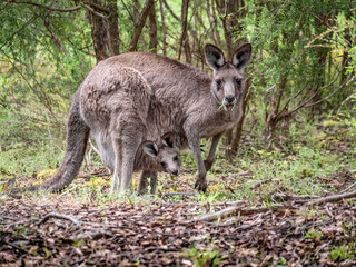 Feeding Mother And Joey