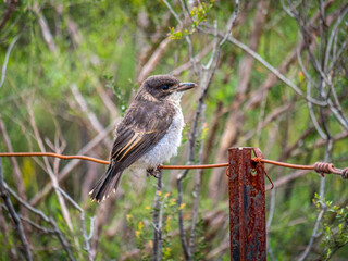  Juvenile Grey Butcher Bird 