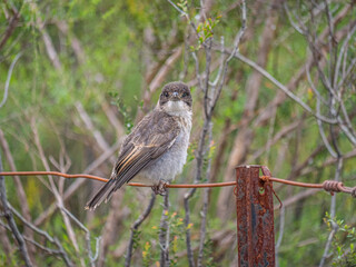  Juvenile Grey Butcher Bird Head On
