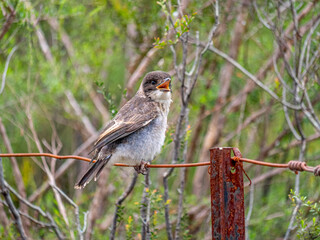 Juvenile Grey Butcher Head Turned Singing
