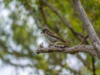  Juvenile Grey Butcher On Branch