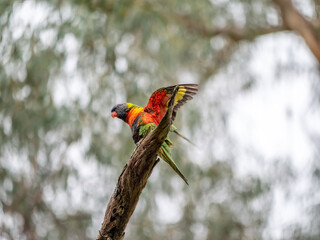 Lorikeet Flaps