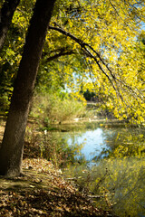 autumn in the forest