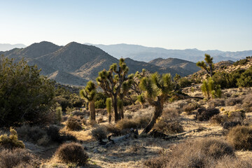 Joshua Trees Looking Out Over The Western Side Of The Park
