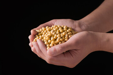 hand holding soybean grain  on black background.