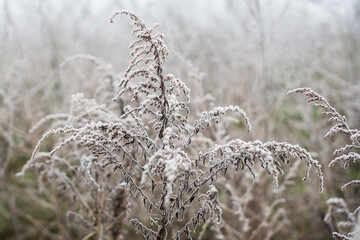 Frosted plants on a cold autumn morning.