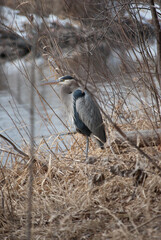 Great blue heron standing on the bank of Cache la Poudre river