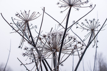 Frosted withered hogweed flowers on a cold autumn morning