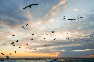 Flock of seagulls flying over the sea, colorful cloudy sky at sunset on background