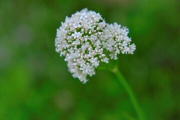 Valerian officinalis close-up on a green background. flowers of Valerian officinalis.