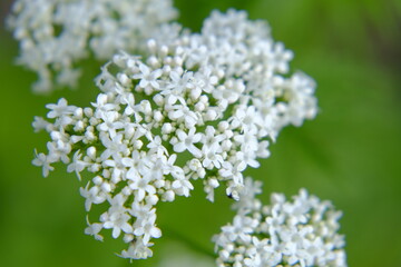 Valerian officinalis close-up on a green blurred background. Healing flowers and herbs
