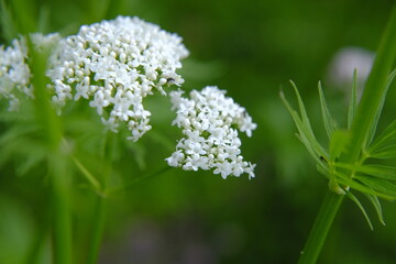 Valerian officinalis close-up . flowers of Valerian officinalis. Healing flowers and herbs.