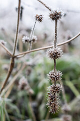 Frosted plants on a cold autumn morning