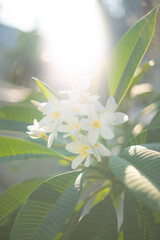 flowers on a green background