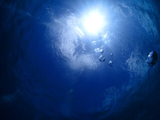 ダイビングスポット・石垣島海底の、青の世界