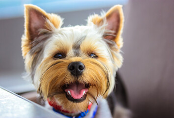 Funny cute small Yorkshire Terrier dog. Happy smiling puppy with open mouth.