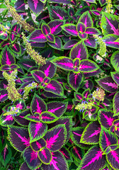 Coléu ou coração-magoado  (Solenostemon scutellarioides).