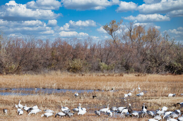Snow geese gathered in a wetland under a cloudy sky