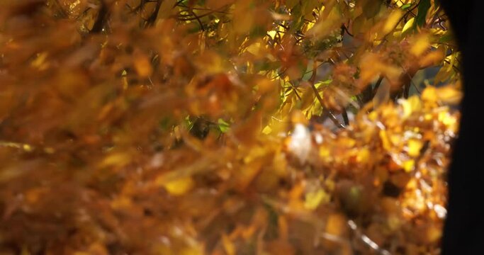 Gardeners remove fallen leaves for composting in the park.