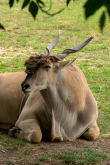 Obraz premium animales