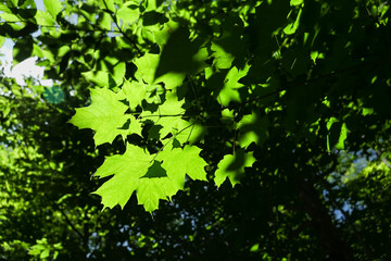 Leaves on a Tree in the Sunlight; green leaves bright with sunlight