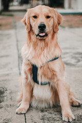 golden retriever dog