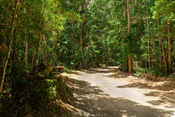 Fototapeta na wymiar Dirt Road in Fraser Island,Queensland,Australia.Forest Road in a Sunny Day.Nature Concept
