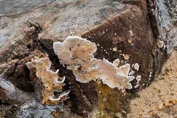Polyporous fungus, a common fungus on old tree trunk. Howrah, West Bengal, India. - obrazy, fototapety, plakaty