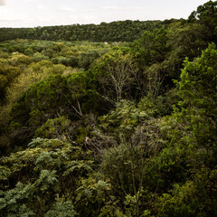 Austin, TX. Barton Creek Greenbelt