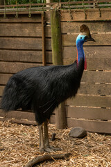 animales