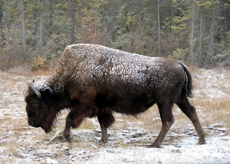 Male bison on winter migration route © Arc
