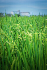 Rice field 03