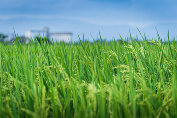 Rice field 01