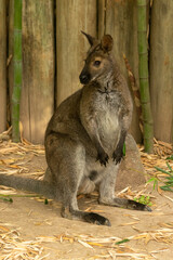 animales