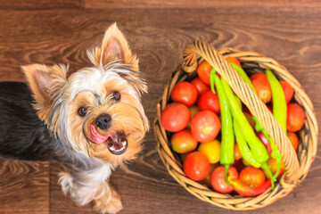 Yorkshire terrier dog by a wicker basket of tomatoes, peppers. Farmer's market.