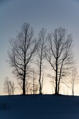 夕暮れの丘に立つ冬木立
