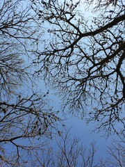 branches against blue sky