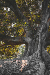 Peering up at the Tree