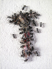 ants feasting on dead lizard