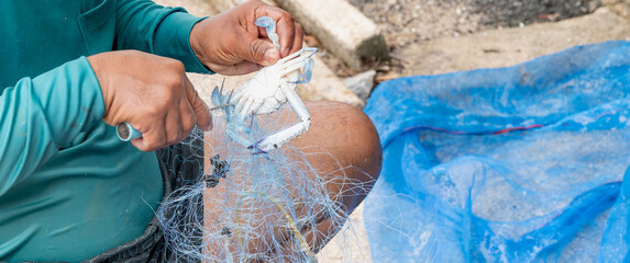 The fisherman takes a crab from the fisherman net, preparing to sell at the seafood market.